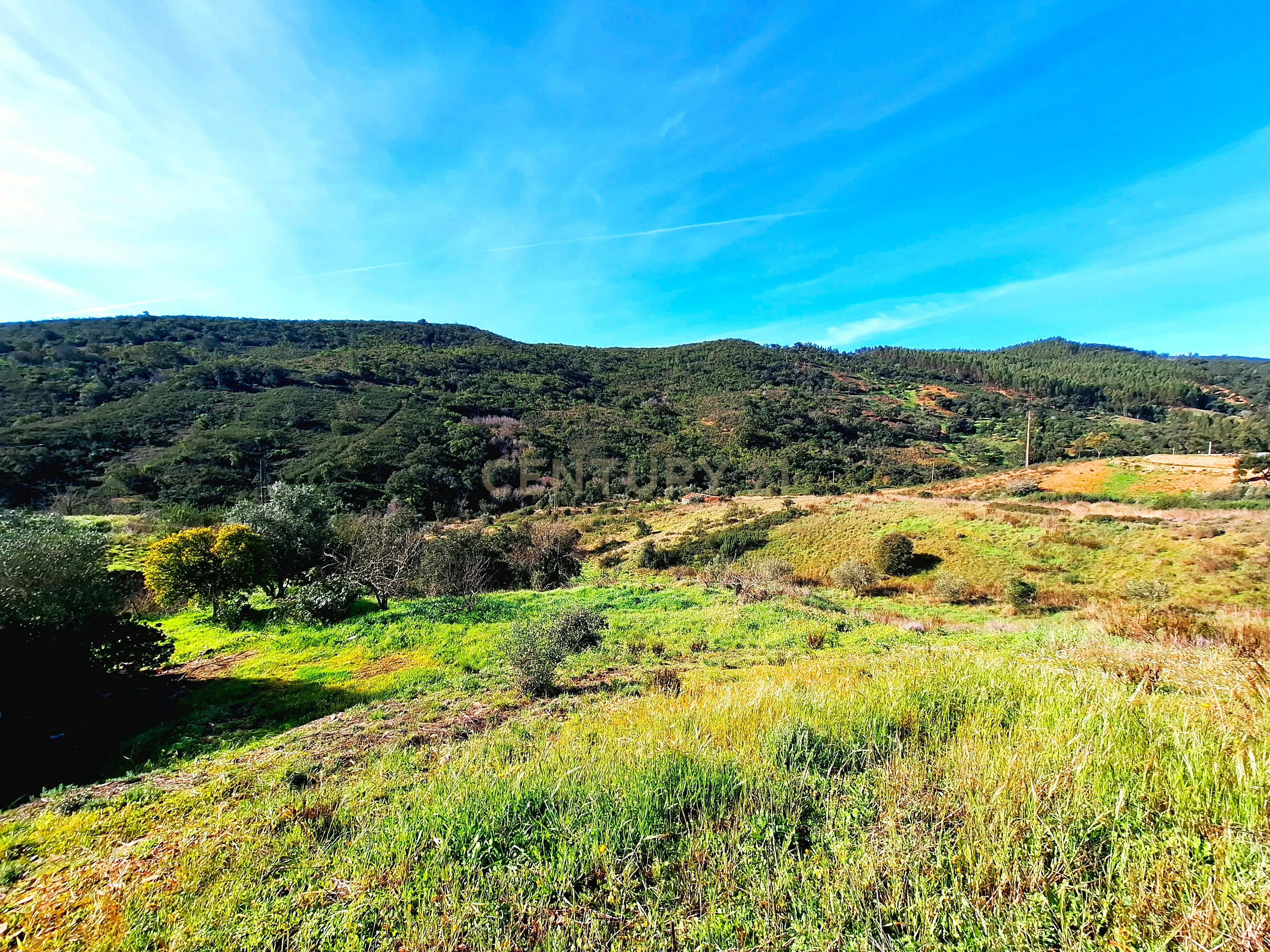Herdade com 6 Ha com uma casa térrea - Image 3