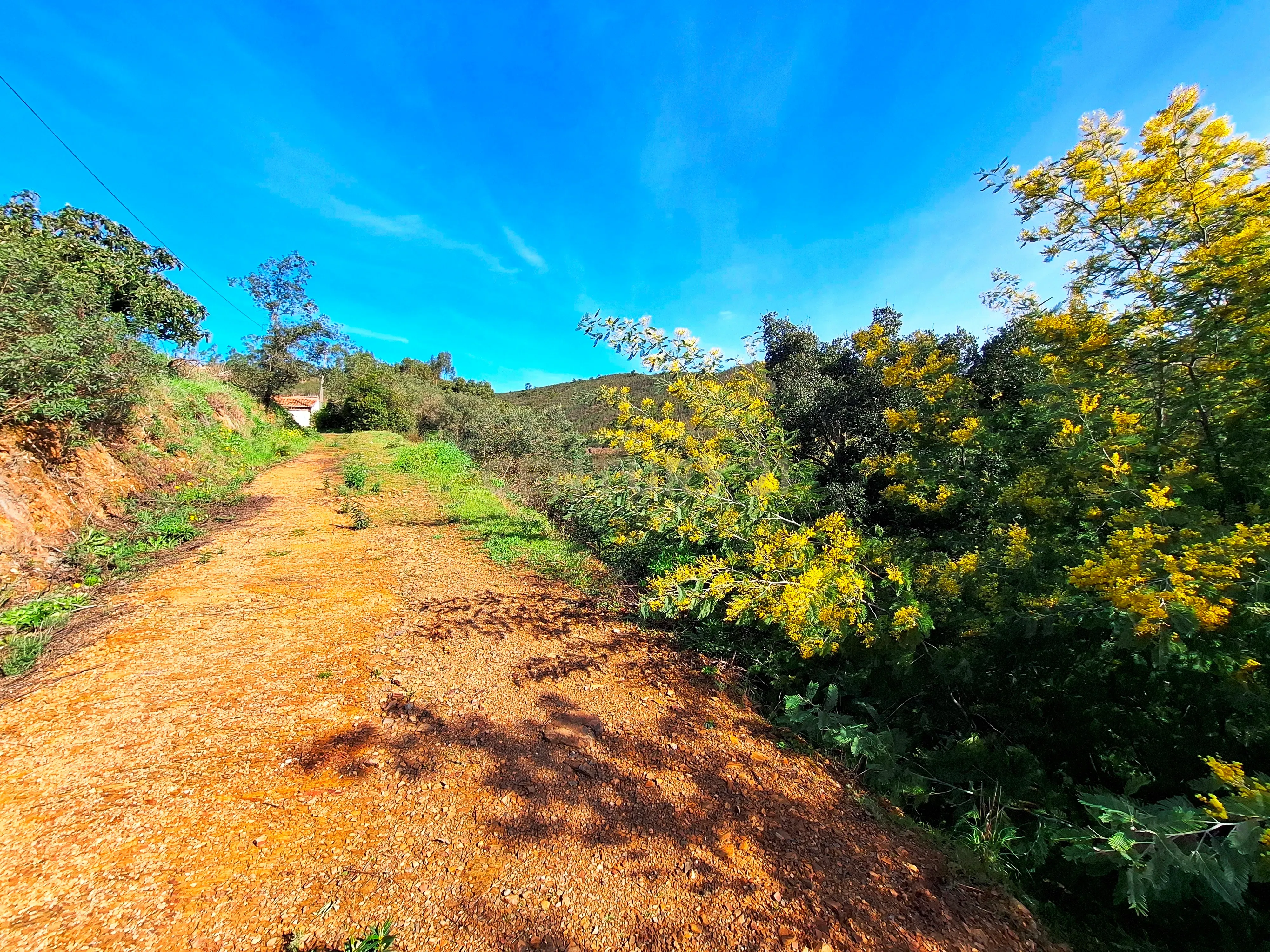 Herdade com 6 Ha com uma casa térrea - Image 11
