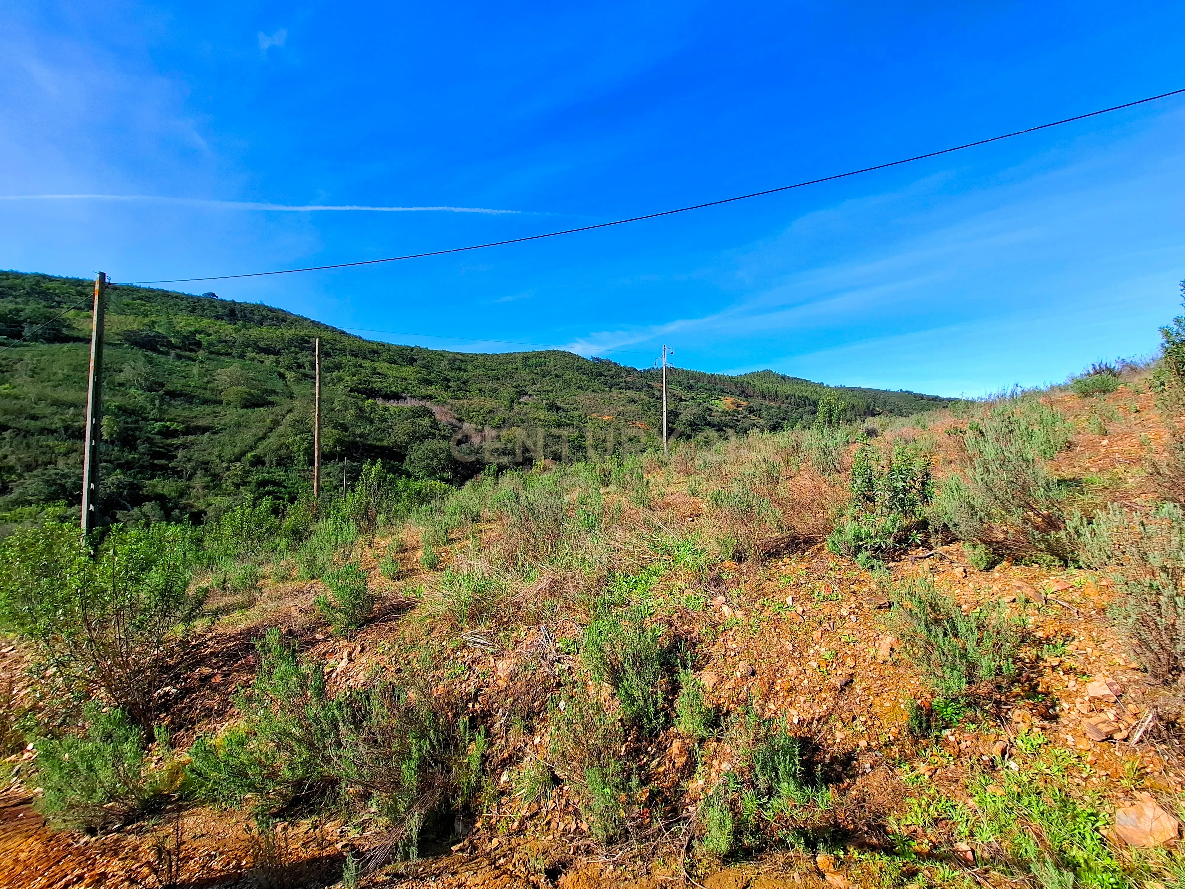 Herdade com 6 Ha com uma casa térrea - Image 14