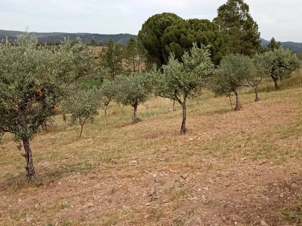 Terreno 8500m2, Lentiscais, Castelo Branco - Image 6