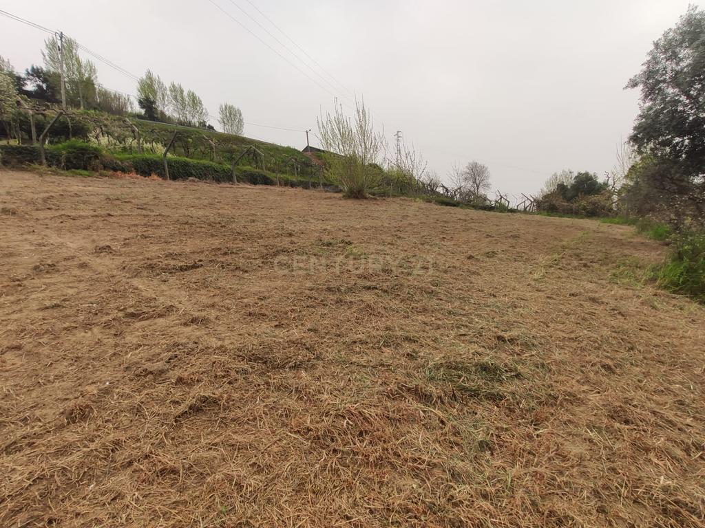 Terreno com casinha e vista para o rio Douro, em S. Tomé de Covelas, Baião para projeto agrícola - Image 69