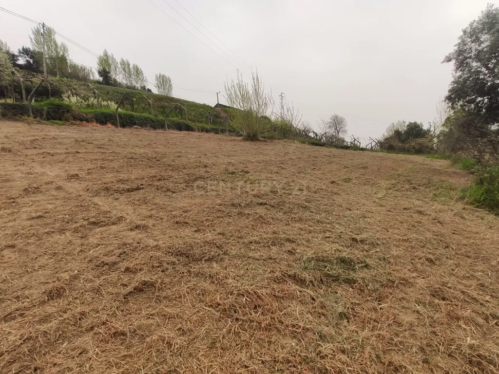 Terreno com casinha e vista para o rio Douro, em S. Tomé de Covelas, Baião para projeto agrícola - Image 69