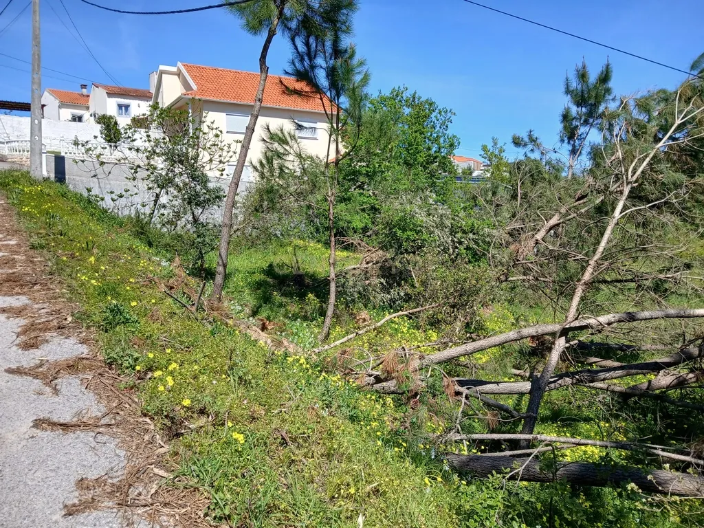 Terreno Rústico com Potencial de Construção | Ribeira de Santo Amaro – Louriçal - Image 4