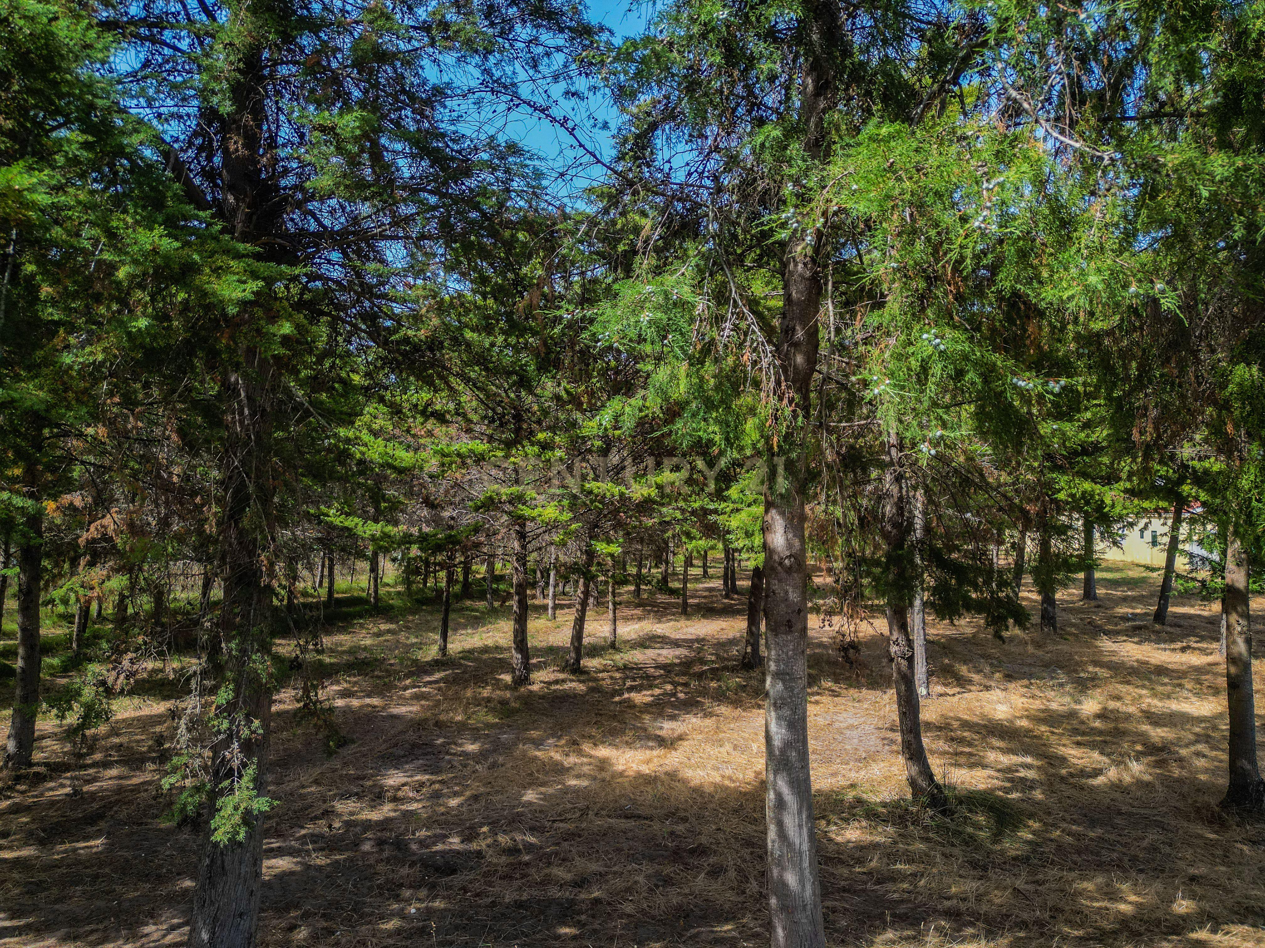 Fotografia 3 de Terreno com cerca de 3.300 m² em zona de pinhal, em Casal Novo, Quiaios – Figueira da Foz