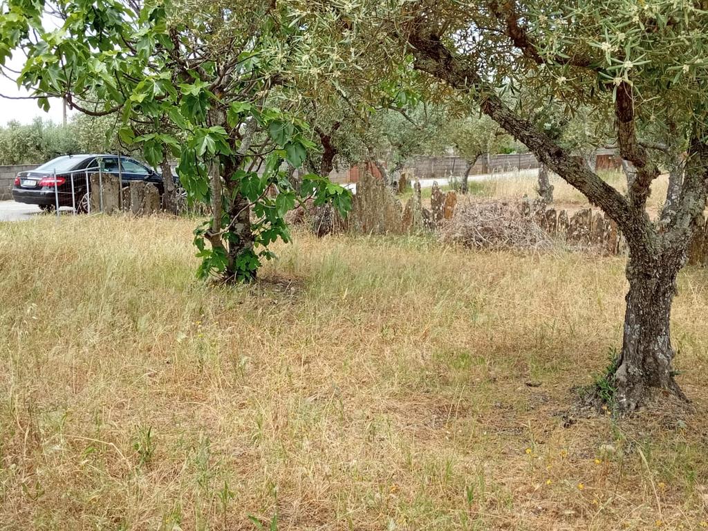 Terreno 4250m2 ,Lentiscais, Castelo Branco - Image 6