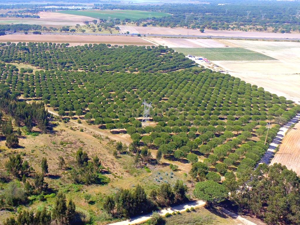 Herdade Dos Mascarenhas com 102 hectares em Palmela - Image 16