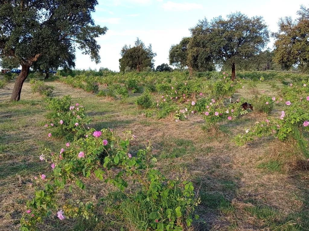 Oportunidade Única: Quinta de 16 Hectares com produção de plantas aromáticas, 2 Ha de rosas DAMASCENA, destilação de óleos essenciais e actividade e-commerce - Image 32