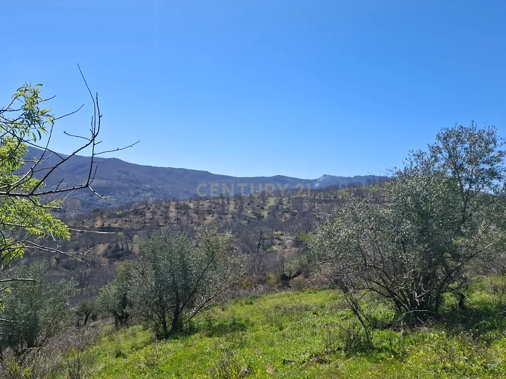 Moradia geminada de gaveto, com orientação sul, vistas para a montanha e duas propriedades rústicas com oliveiras, vinhas e castanheiros, no coração do Alto Genal. - Image 18