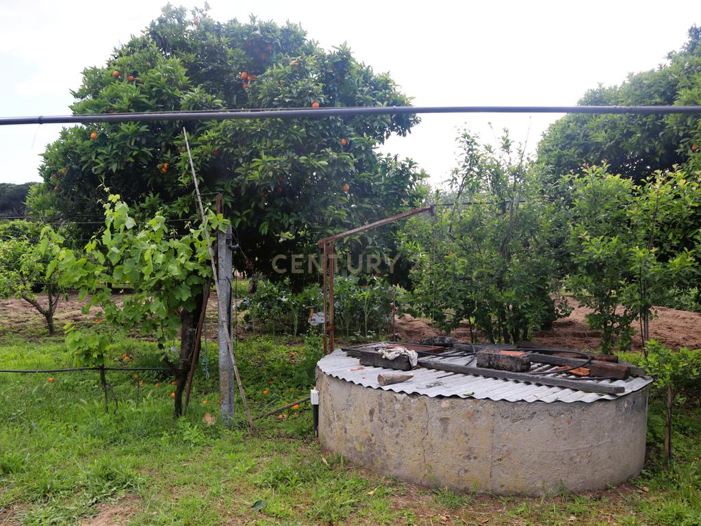 Moradia com Terreno para Venda – Carregueira (Chamusca) , Terreno: 2.120 m² | Moradia com potencial | Árvores de fruto | Água de poço - Image 18