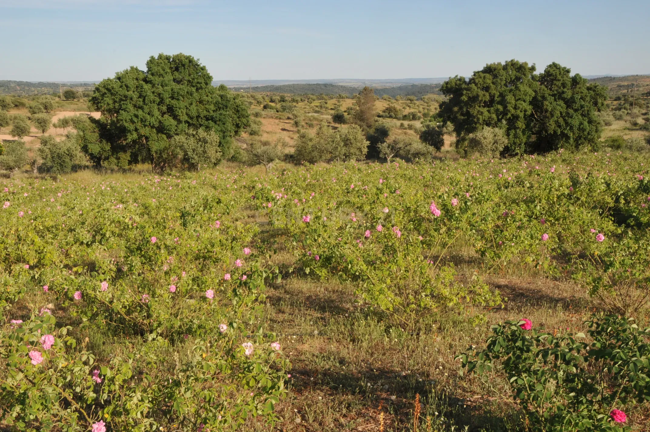 Fotografia 7 de Oportunidade Única: Quinta de 16 Hectares com produção de plantas aromáticas, 2 Ha de rosas DAMASCENA, destilação de óleos essenciais  e actividade e-commerce