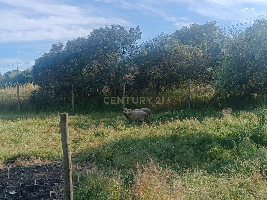 Excelente terreno em Santa Eulália Elvas - Image 10
