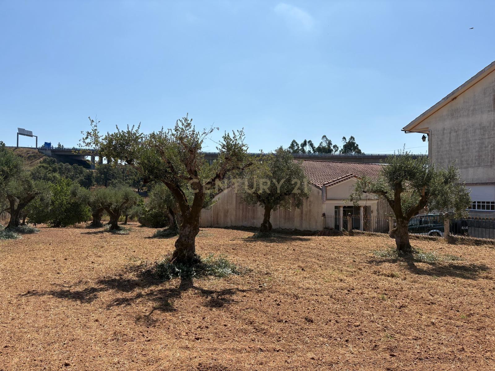 Fotografia 3 de Terreno com 2.200 m² | Potencial de Construção | Manobra – Alviobeira (Tomar)