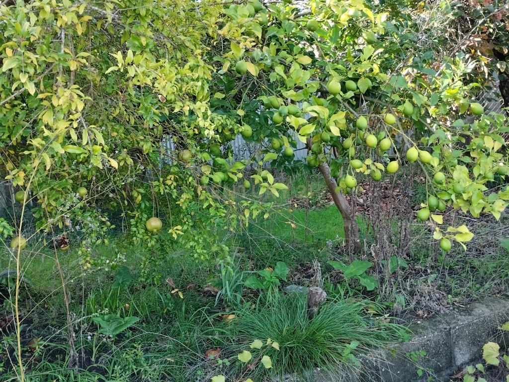 Moradia isolada em Soure - Image 22