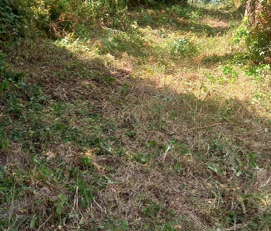 Terreno entre Caldas da Rainha e Benedita e próximo da freguesia de Santa Catarina - Image 6