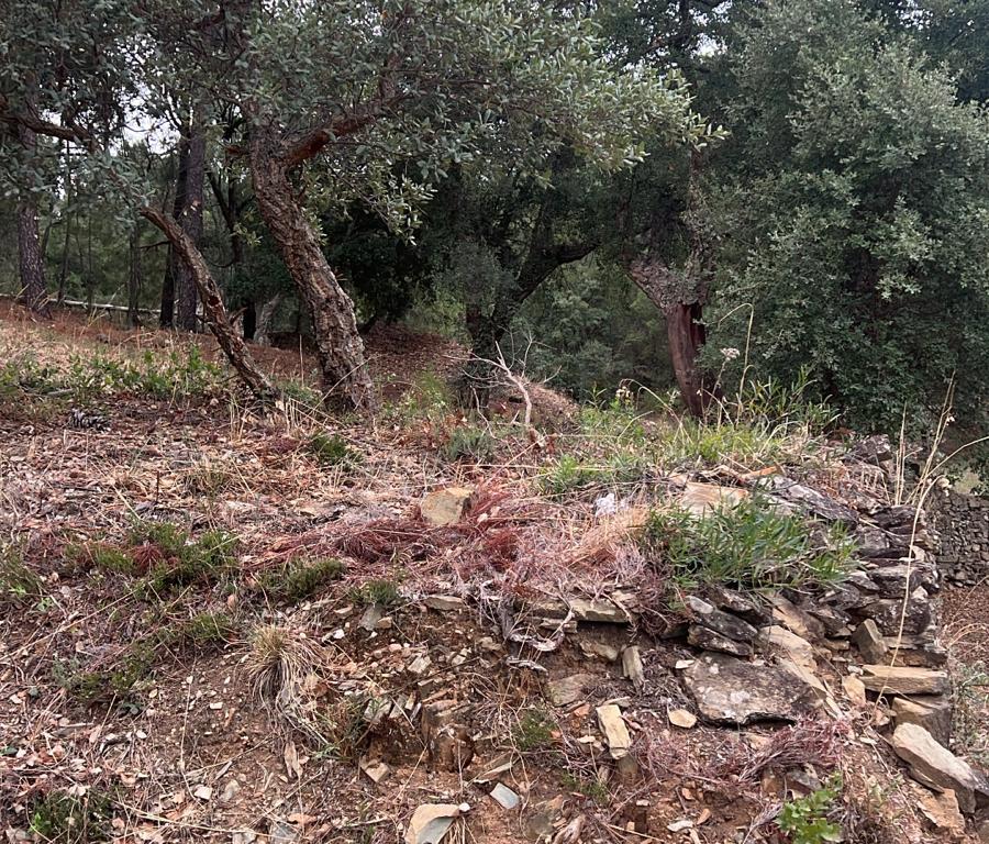 Terreno com pinheiros – Ideal para estaleiro em Proença-a-Nova - Image 2