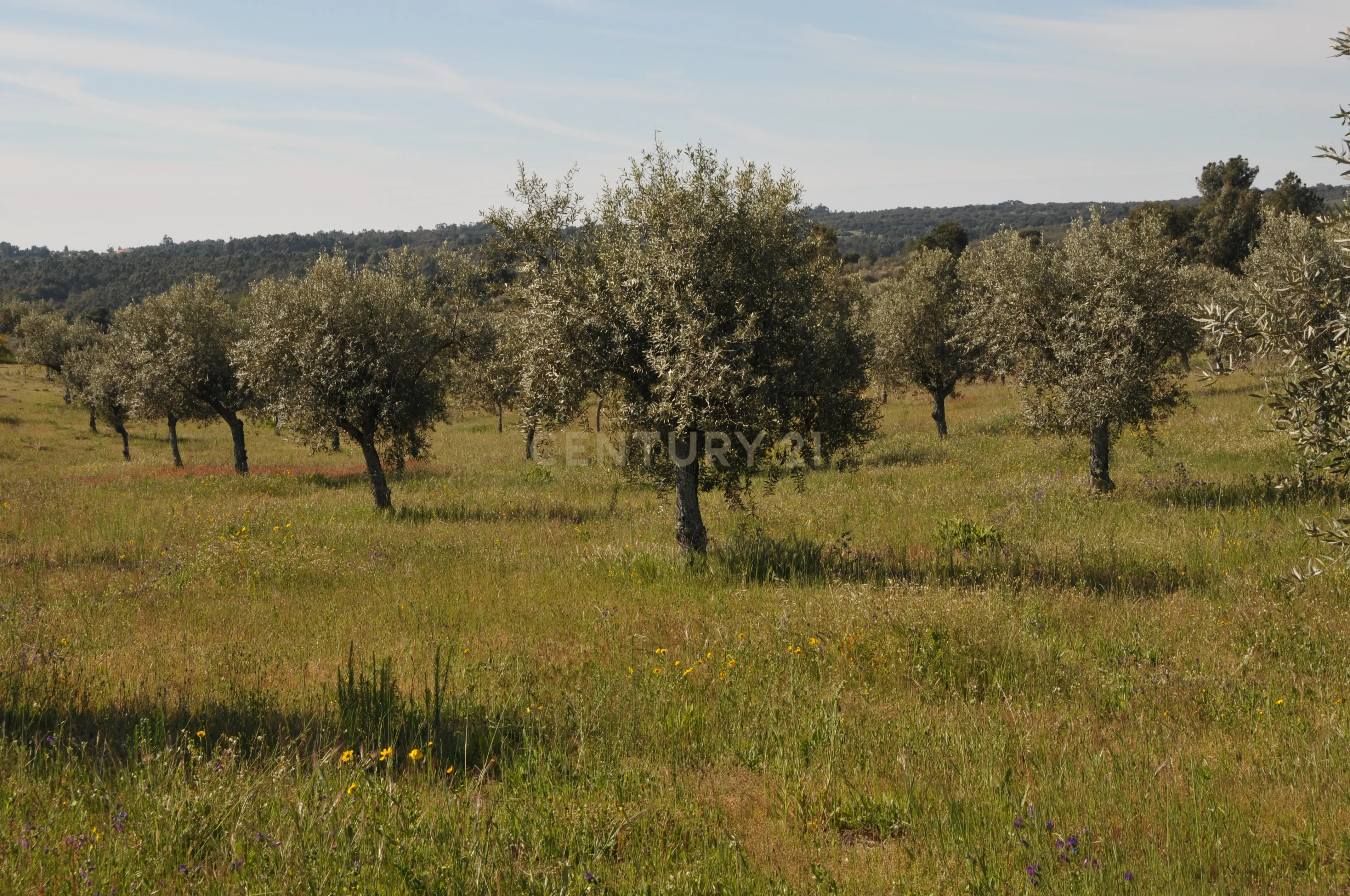 Fotografia 11 de Oportunidade Única: Quinta de 16 Hectares com produção de plantas aromáticas, 2 Ha de rosas DAMASCENA, destilação de óleos essenciais  e actividade e-commerce
