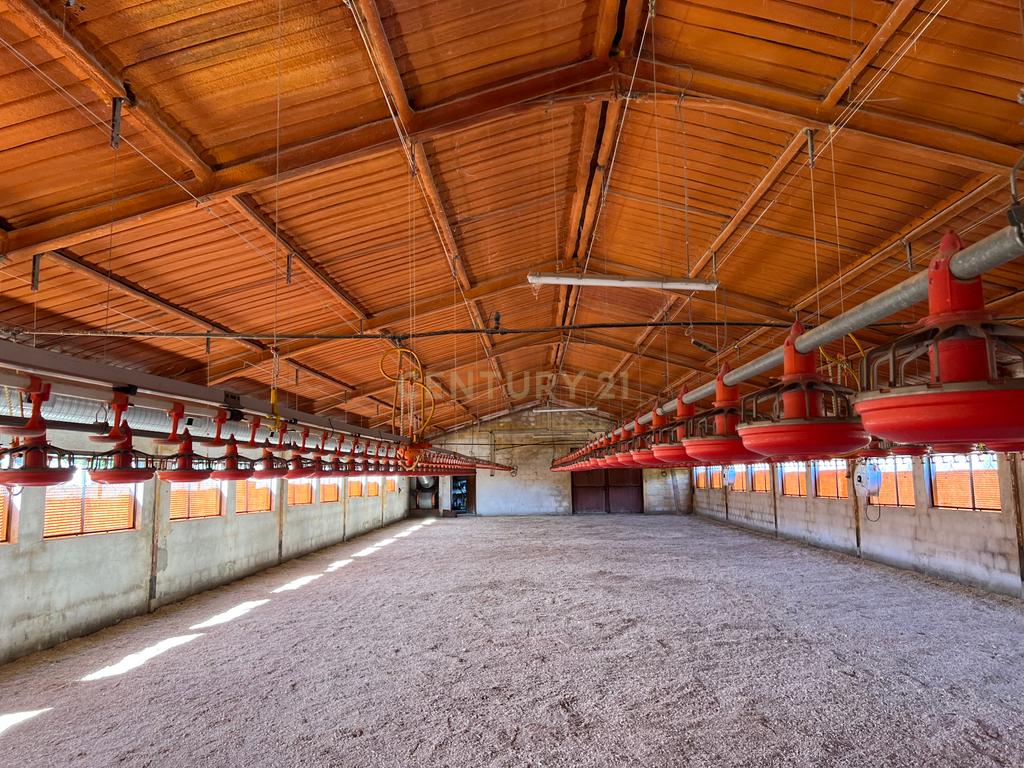 Terreno de 7.500 m² situado próximo ao lago, contendo uma casa a ser restaurada e um aviário automatizado altamente rentável. - Image 9