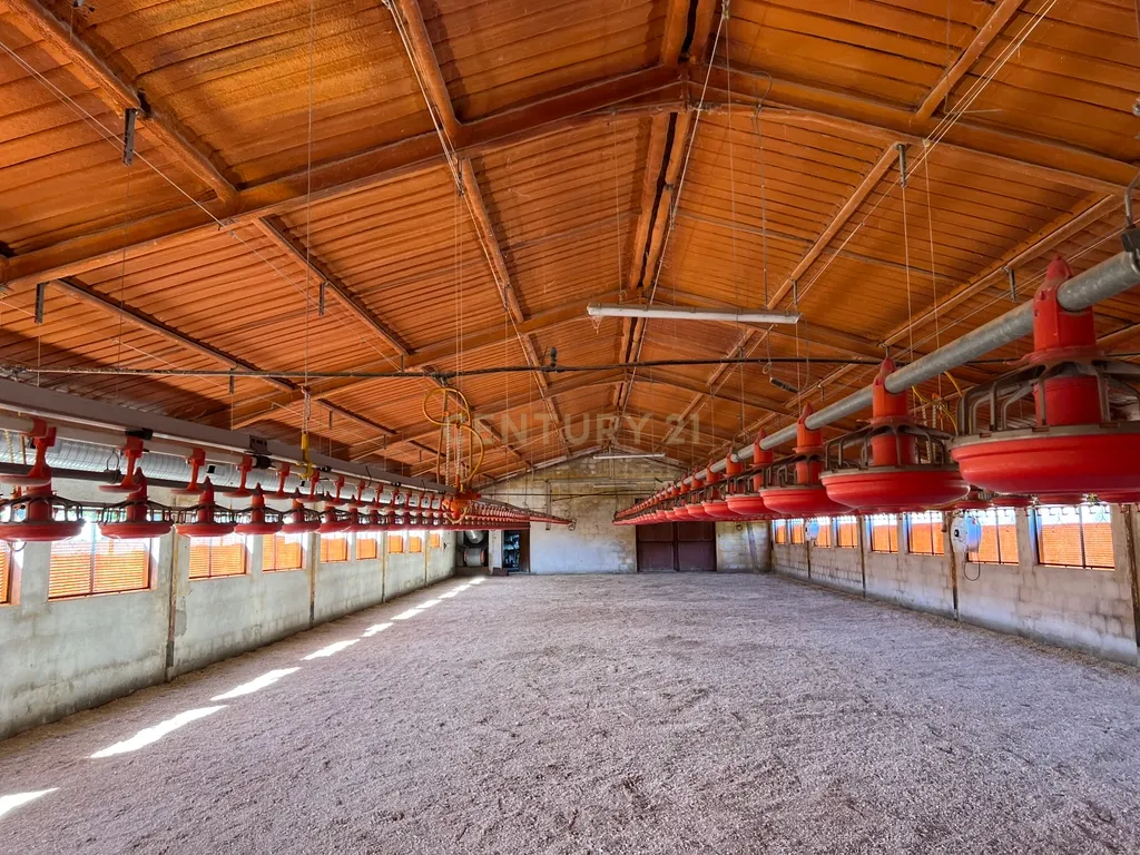 Terreno de 7.500 m² situado próximo ao lago, contendo uma casa a ser restaurada e um aviário automatizado altamente rentável. - Image 9