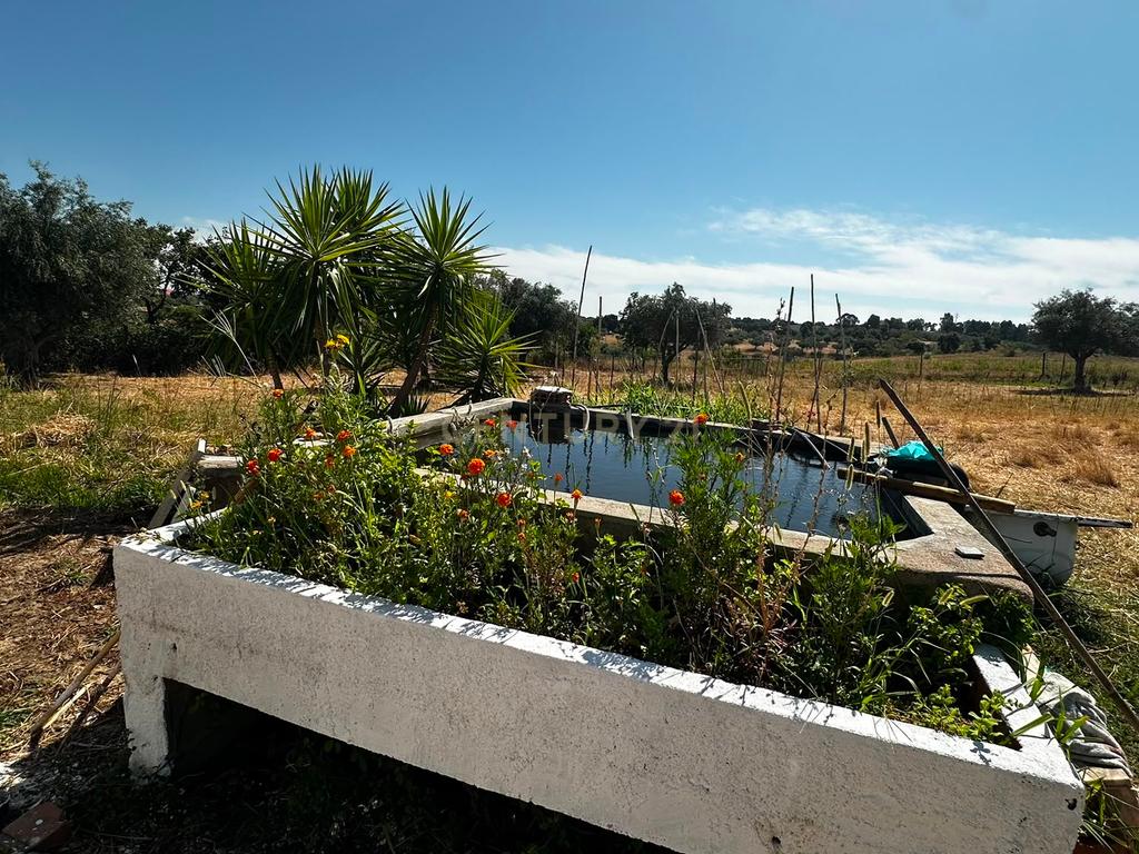 Terreno Misto de 2ha com habitação, Ladoeiro , Castelo Branco - Image 21