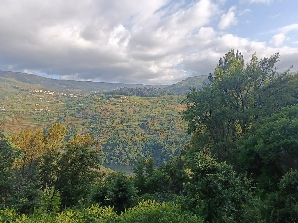Terreno florestal com vista para a praia fluvial de Porto de Rei em Barqueiros, Mesão Frio às portas do Douro - Image 17