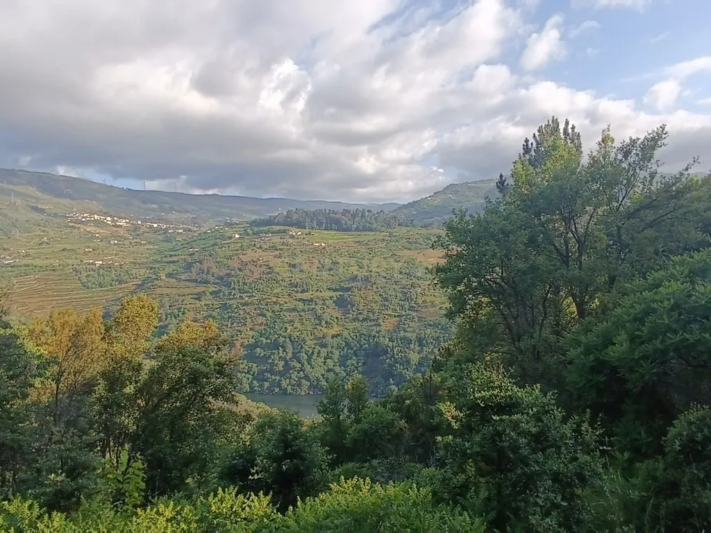 Terreno florestal com vista para a praia fluvial de Porto de Rei em Barqueiros, Mesão Frio às portas do Douro - Image 17