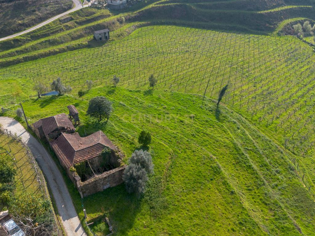 Quinta Vinícola em Celorico de Basto – 26.599 m² de Natureza, Vinhas e Água em Abundância - Image 10