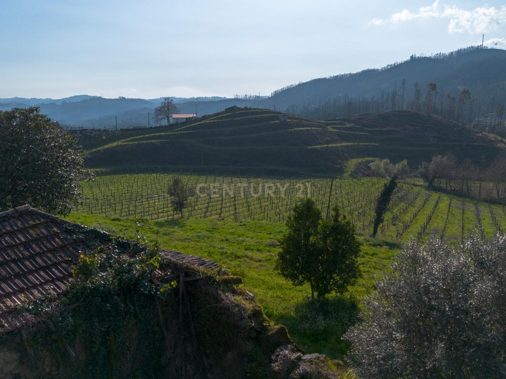 Quinta Vinícola em Celorico de Basto – 26.599 m² de Natureza, Vinhas e Água em Abundância - Image 4