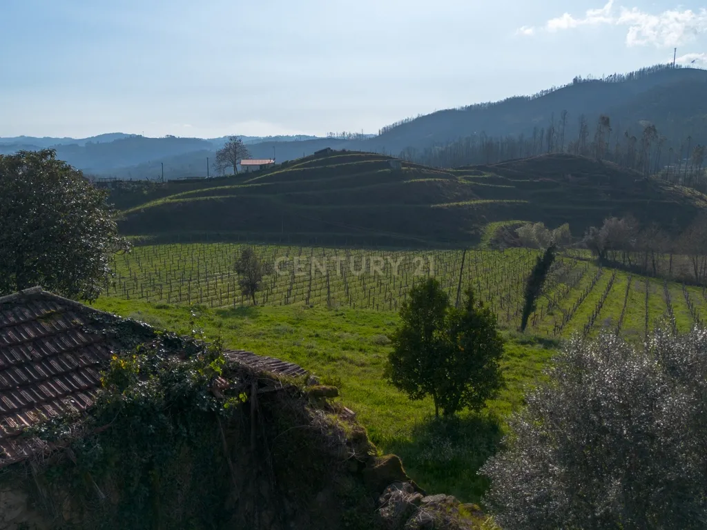 Quinta Vinícola em Celorico de Basto – 26.599 m² de Natureza, Vinhas e Água em Abundância - Image 4