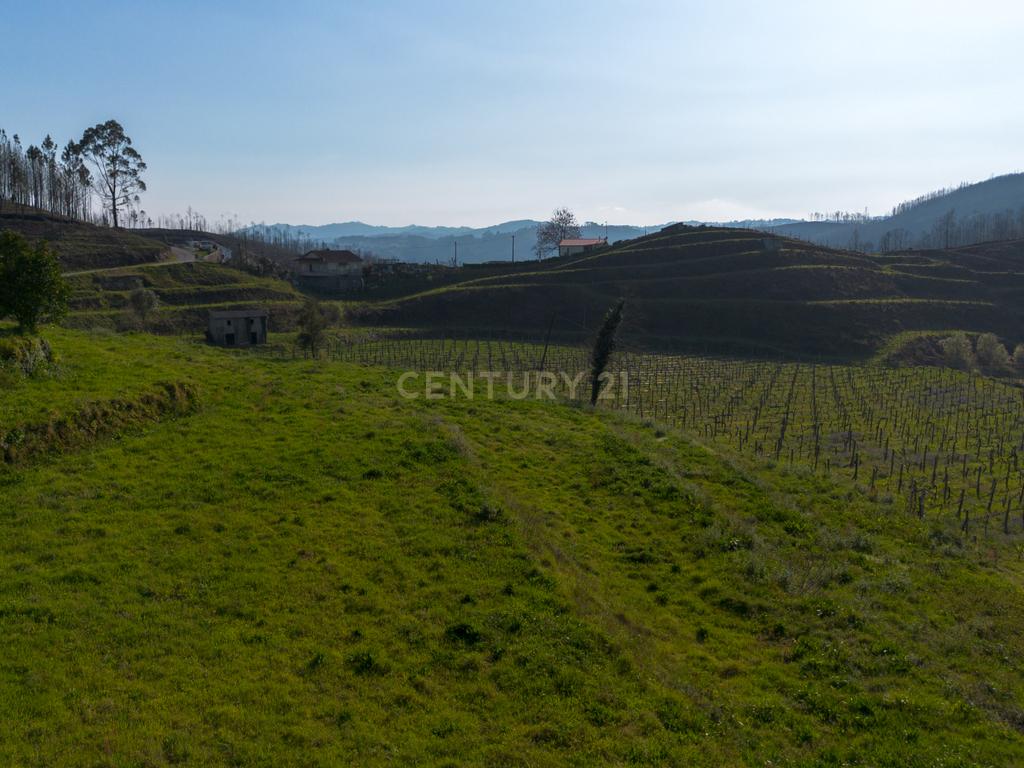 Quinta Vinícola em Celorico de Basto – 26.599 m² de Natureza, Vinhas e Água em Abundância - Image 2