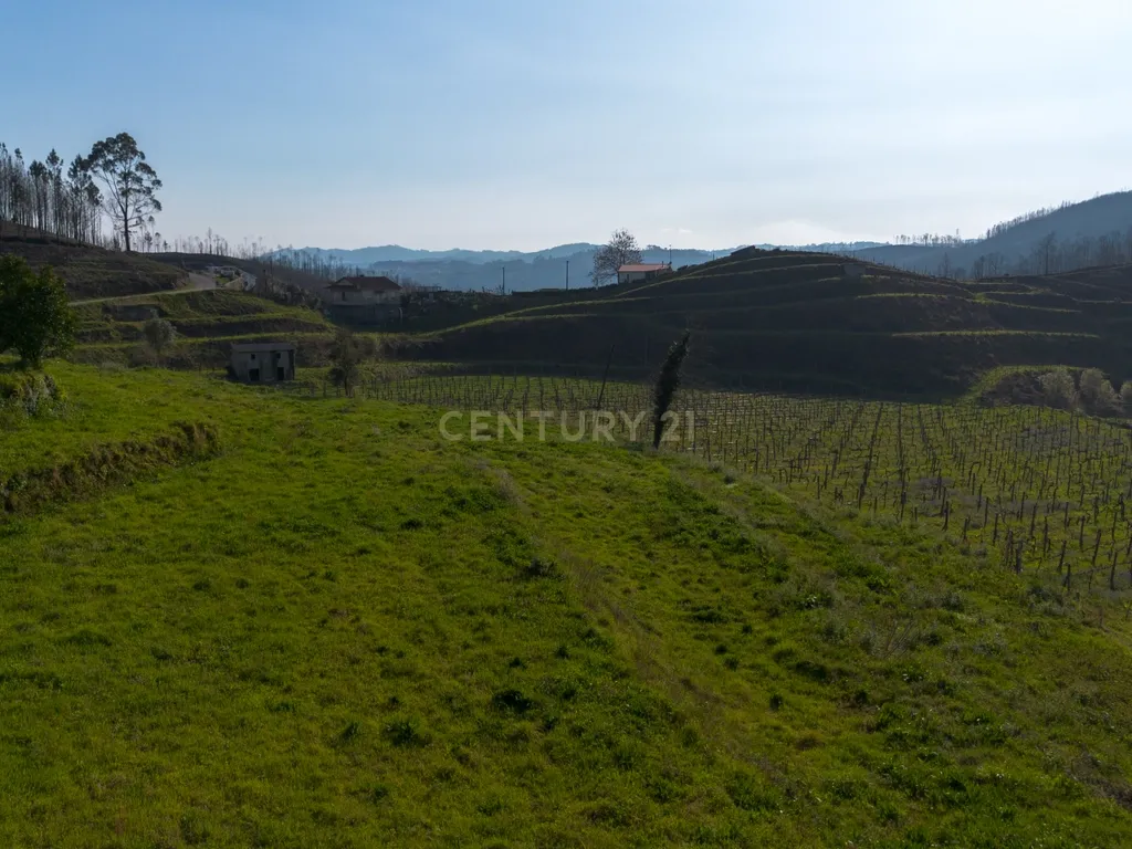 Quinta Vinícola em Celorico de Basto – 26.599 m² de Natureza, Vinhas e Água em Abundância - Image 2