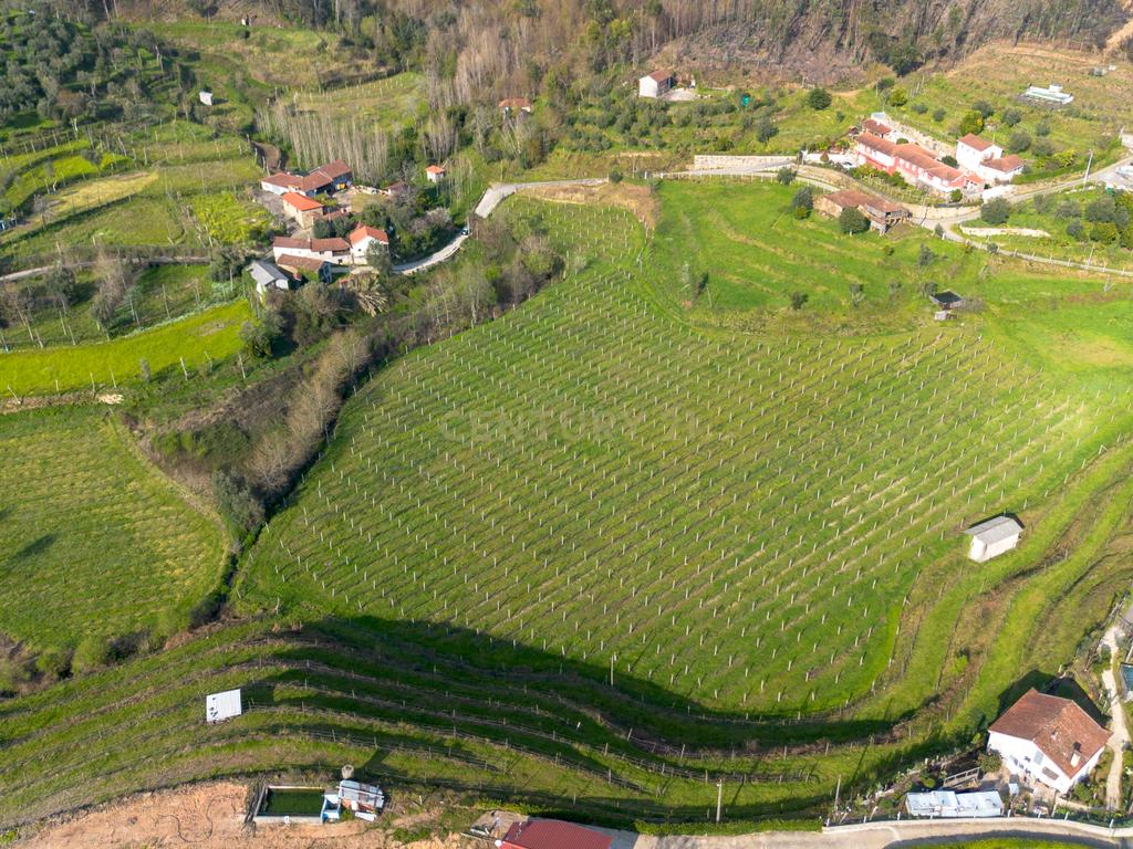 Quinta Vinícola em Celorico de Basto – 26.599 m² de Natureza, Vinhas e Água em Abundância - Image 7