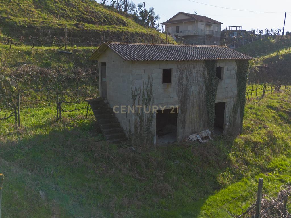 Quinta Vinícola em Celorico de Basto – 26.599 m² de Natureza, Vinhas e Água em Abundância - Image 21
