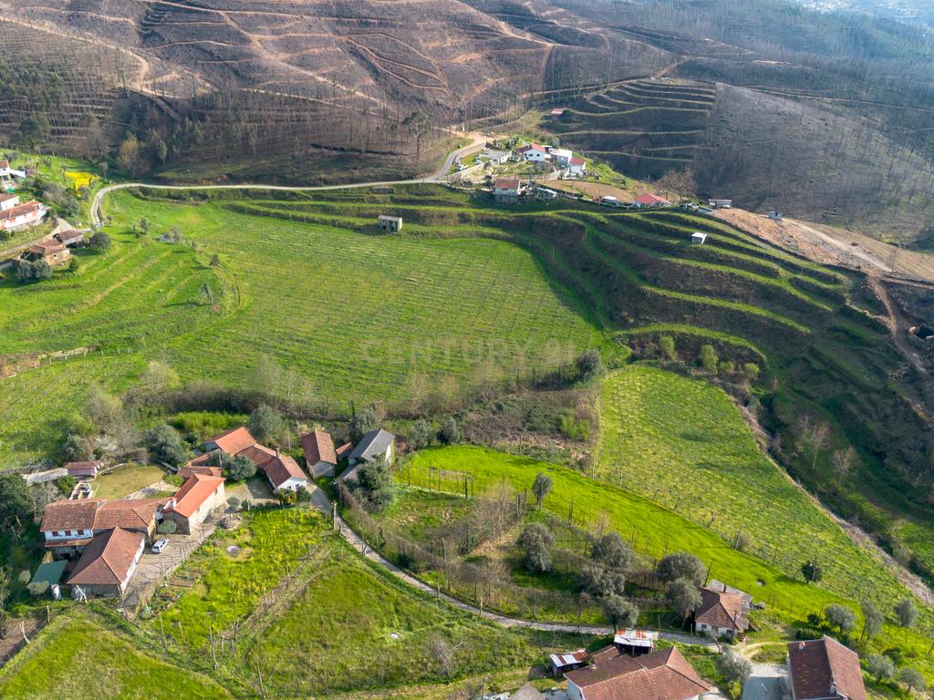 Quinta Vinícola em Celorico de Basto – 26.599 m² de Natureza, Vinhas e Água em Abundância - Image 6