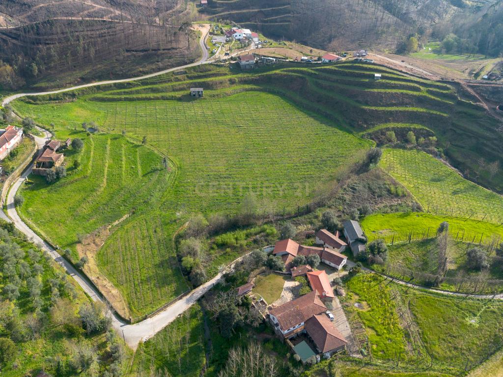 Quinta Vinícola em Celorico de Basto – 26.599 m² de Natureza, Vinhas e Água em Abundância - Image 5