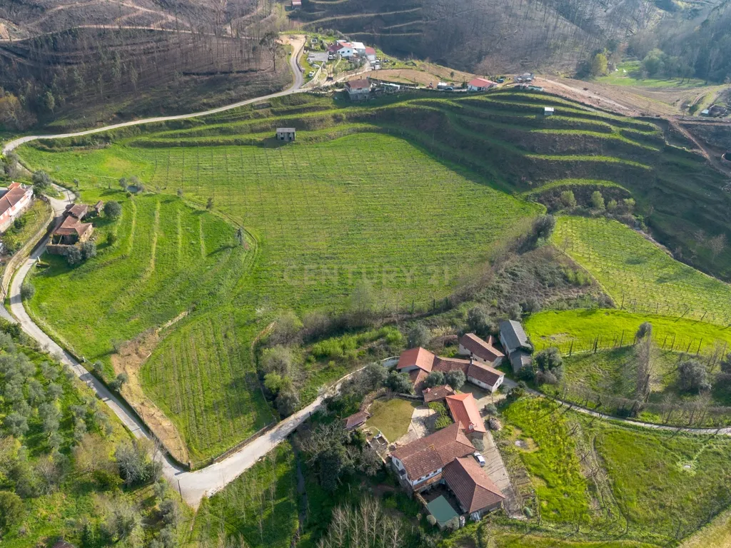 Quinta Vinícola em Celorico de Basto – 26.599 m² de Natureza, Vinhas e Água em Abundância - Image 5