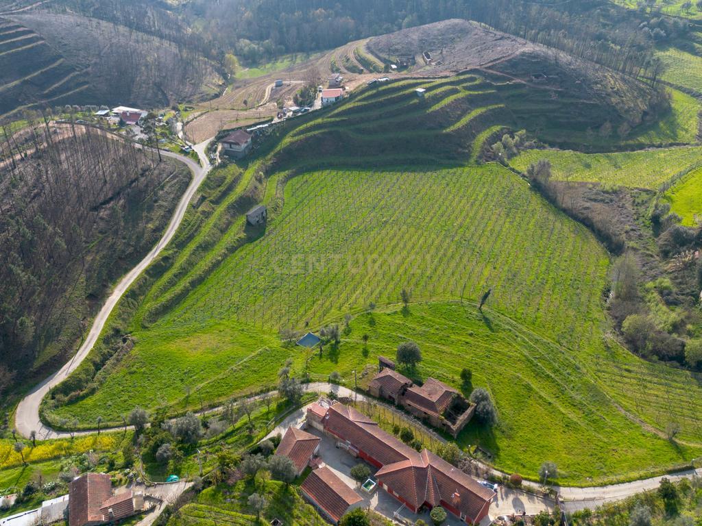 Quinta Vinícola em Celorico de Basto – 26.599 m² de Natureza, Vinhas e Água em Abundância - Image 11