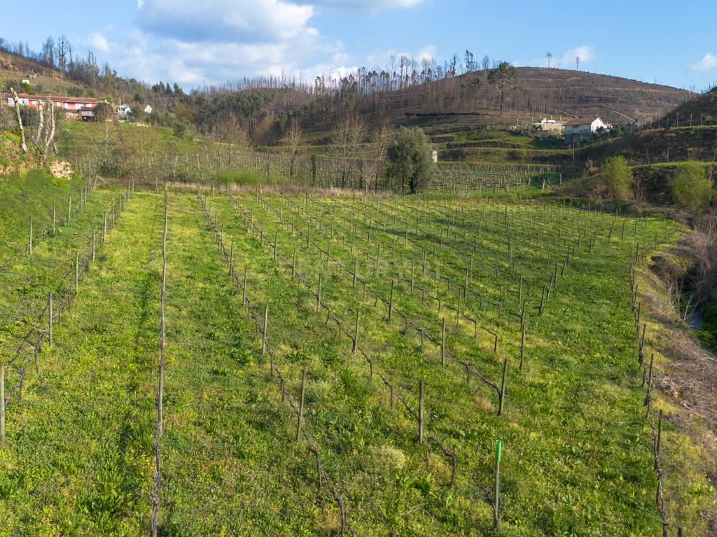 Quinta Vinícola em Celorico de Basto – 26.599 m² de Natureza, Vinhas e Água em Abundância - Image 13