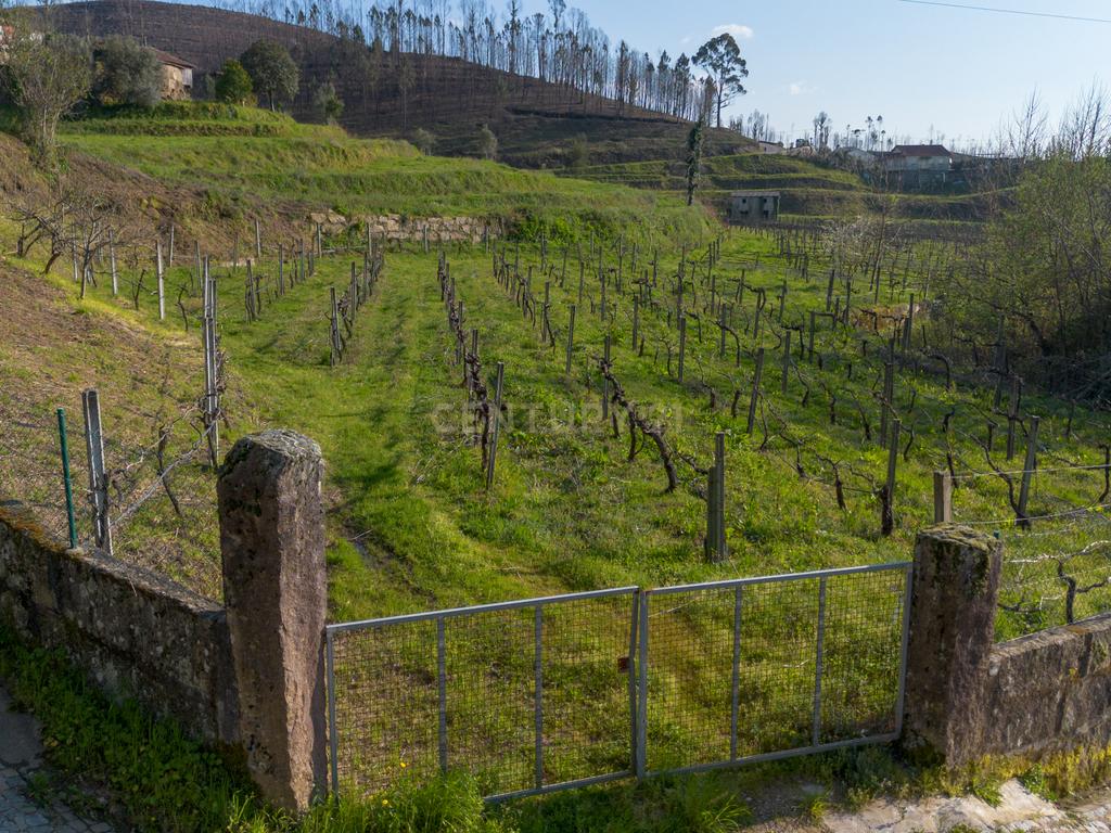 Quinta Vinícola em Celorico de Basto – 26.599 m² de Natureza, Vinhas e Água em Abundância - Image 9