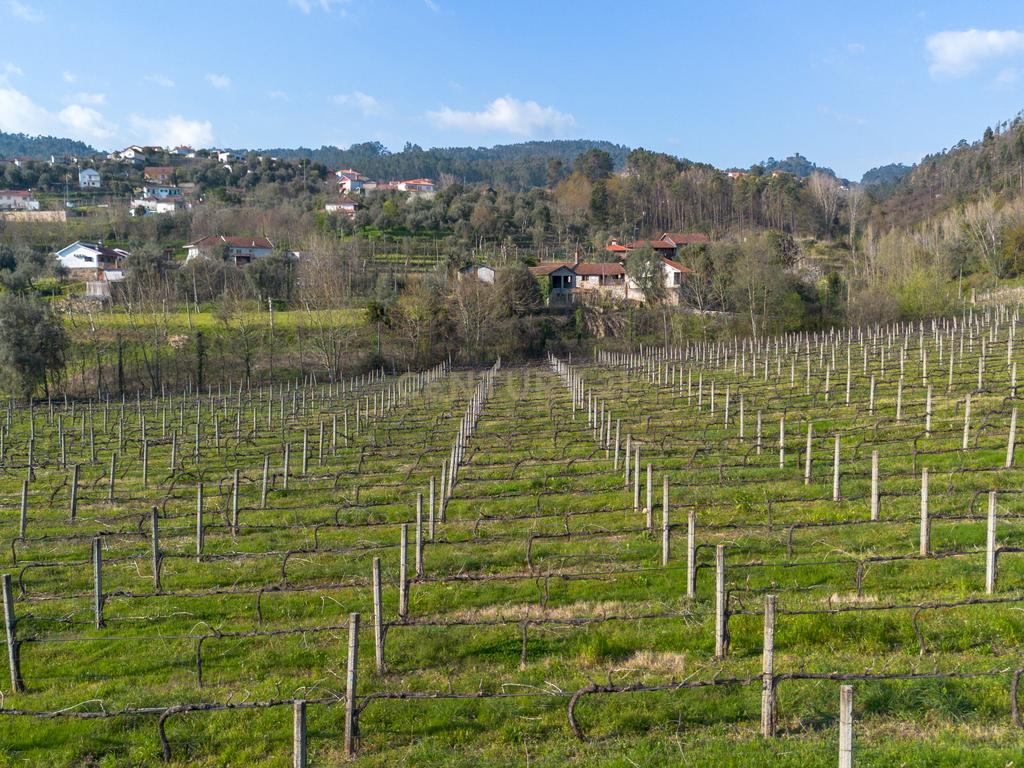 Quinta Vinícola em Celorico de Basto – 26.599 m² de Natureza, Vinhas e Água em Abundância - Image 3