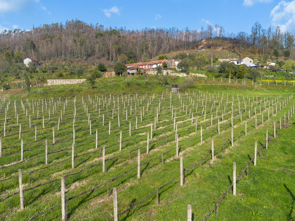 Quinta Vinícola em Celorico de Basto – 26.599 m² de Natureza, Vinhas e Água em Abundância - Image 20