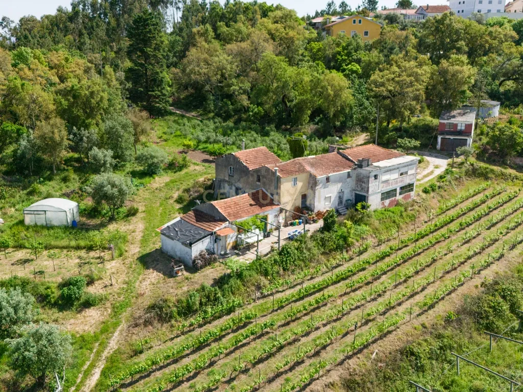 Quinta com 8 hectares com potencial para construção – Antanhol - Coimbra - Image 5