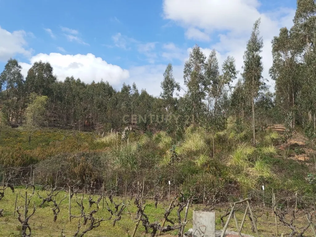 Terreno Rústico à Venda – 1800 m² em Vale Moreira, Vilar - Image 5
