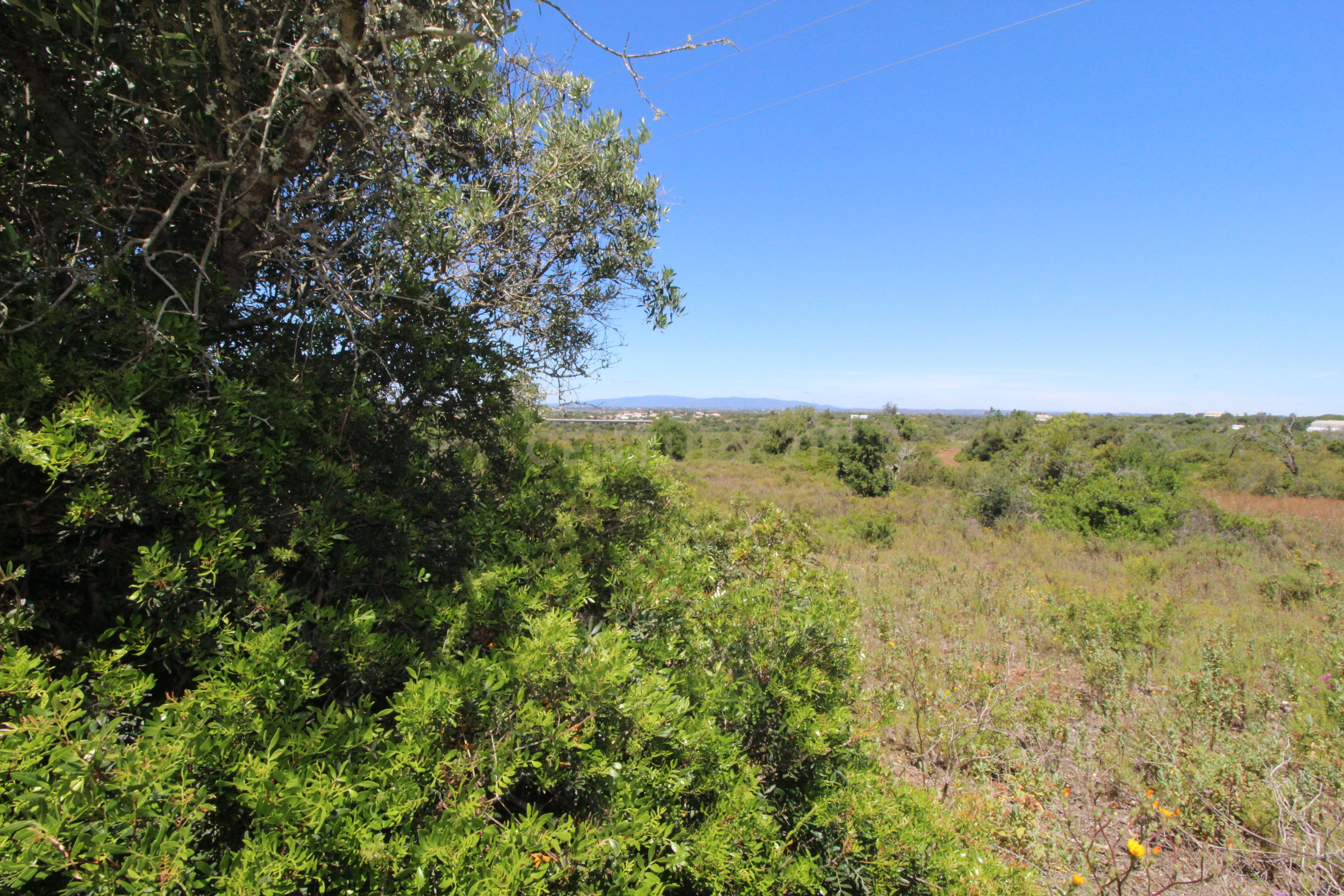 Fotografia 4 de Terreno Rústico com 13.000 m² no Coração do Algarve