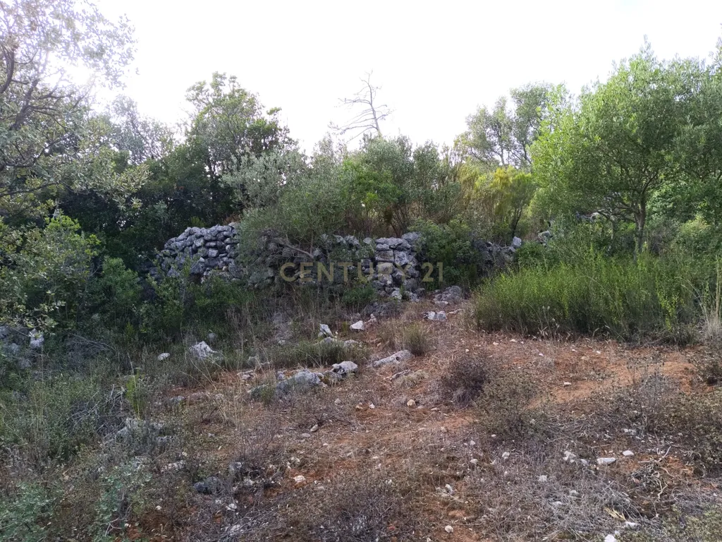 Terreno Rústico – Serra de Aire - Image 2