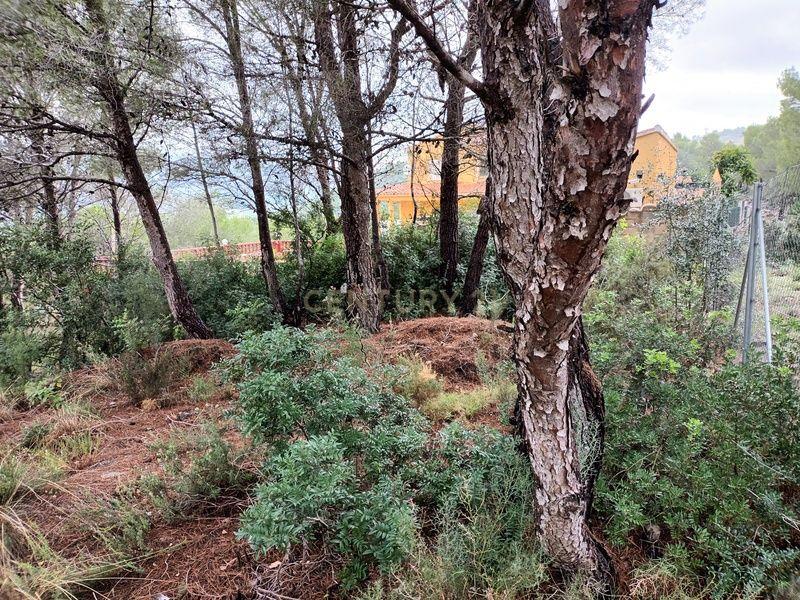 Terreno - Image 7