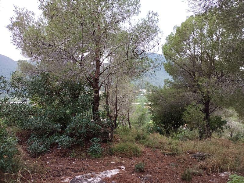 Terreno - Image 6