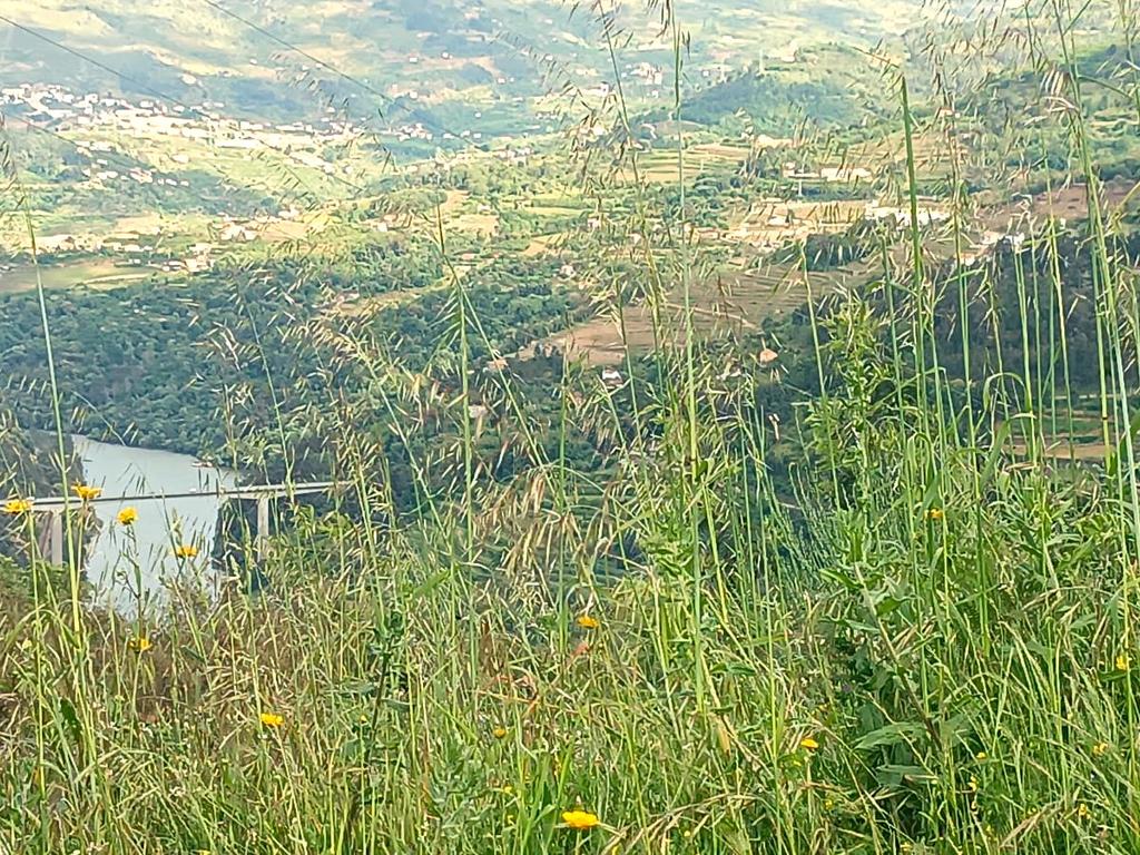 Belíssima ruína em terreno verdejante com vista deslumbrante para o Rio Douro, Baião, Porto - Image 8