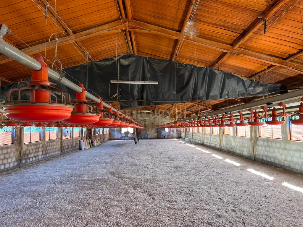 Terreno de 7.500 m² situado próximo ao lago, contendo uma casa a ser restaurada e um aviário automatizado altamente rentável. - Image 10