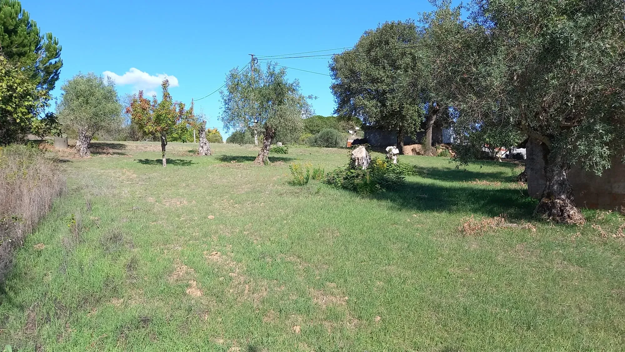 Fotografia 7 de Terreno em Madalena e Beselga | Tomar - Local Calmo e Iluminação Natural