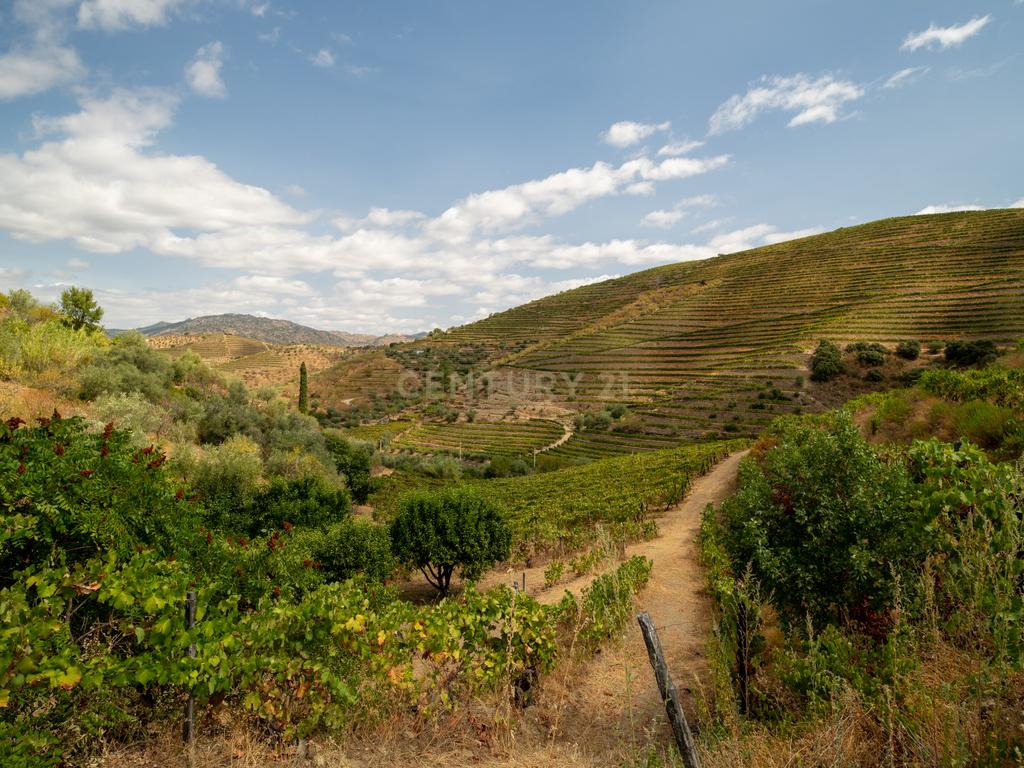 Farm with productive vineyard in the Douro Demarcated Region — São João da Pesqueira - Image 23